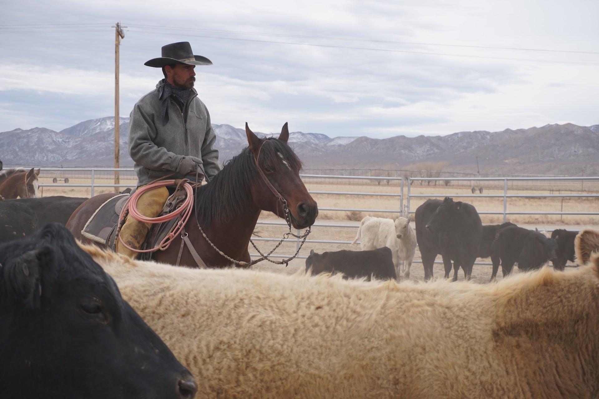 A Civilware ranch rider on horseback among cattle, with mountains behind.