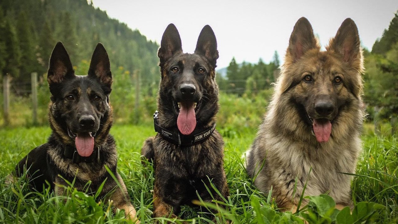 Three dogs outdoors in Work Your Pack Foundational On Leash Obedience course imagery.