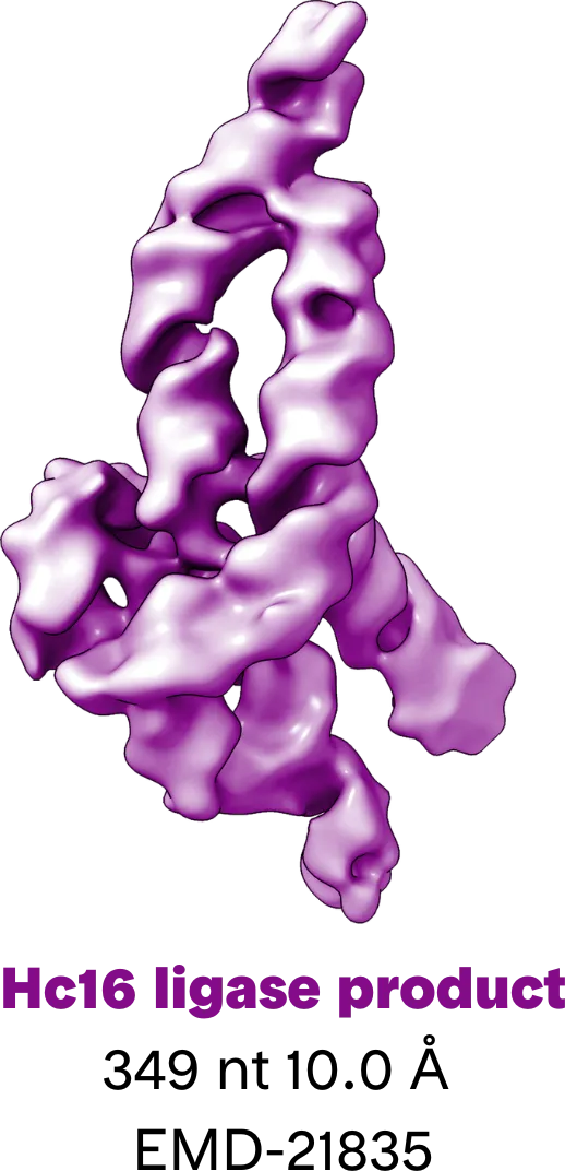 3D reconstruction of Hc16 ligase product EMD-21835 RNA by cryo-EM | RNA structural biology | RNA 3d reconstruction | Nanoimaging services