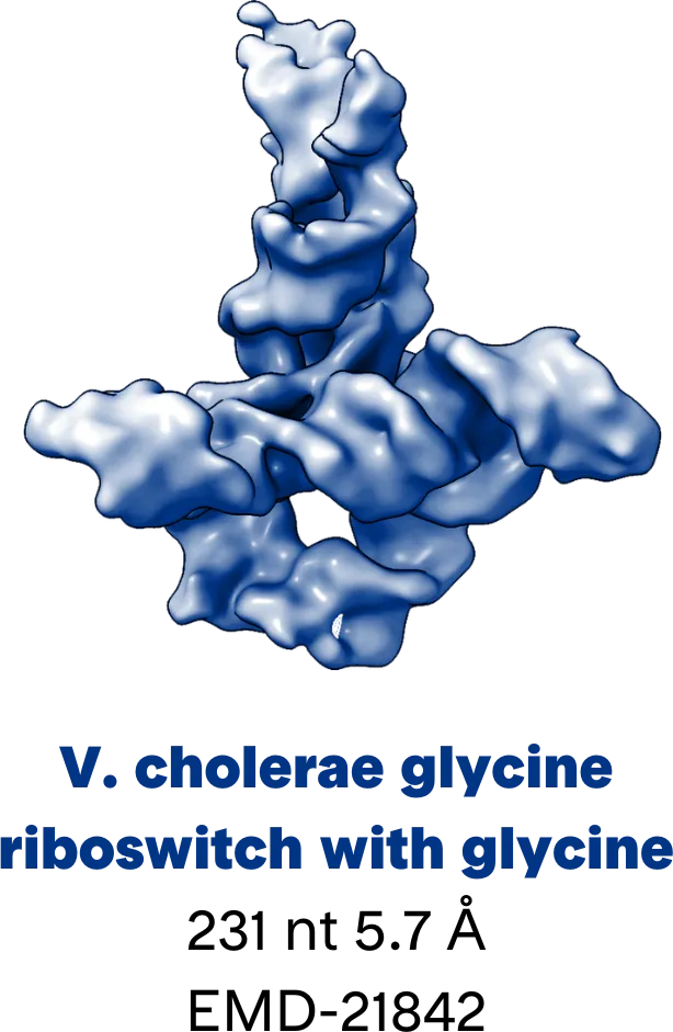 3D reconstruction of V. cholerae glycine riboswitch with glycine EMD-21842 RNA by cryo-EM | RNA structural biology | RNA 3d reconstruction | Nanoimaging services