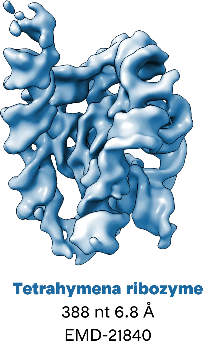 3D reconstruction of Tetrahymena ribozyme EMD-21840 RNA by cryo-EM | RNA structural biology | RNA 3d reconstruction | Nanoimaging services