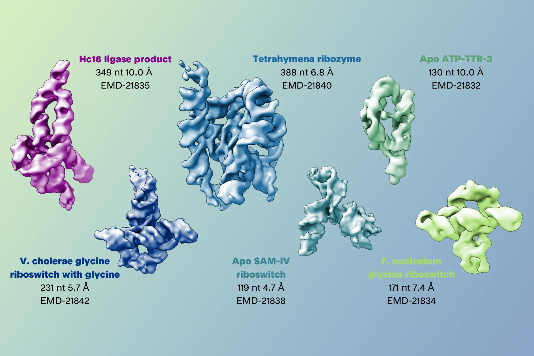 cryo-em 3d reconstructions of RNA structure determination | structural biology at Nano Imaging Services