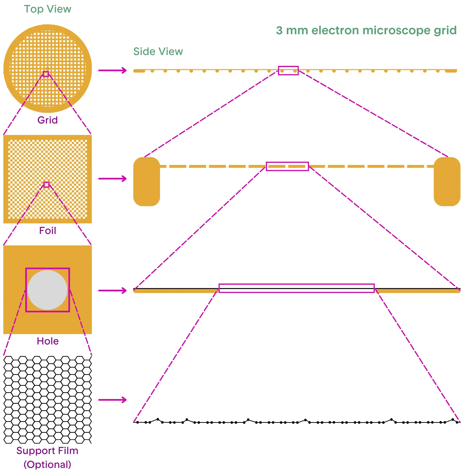 cartoon graphic depiction of cryo-em grid made with gold bars, gold holey foil, and graphene continuous support film