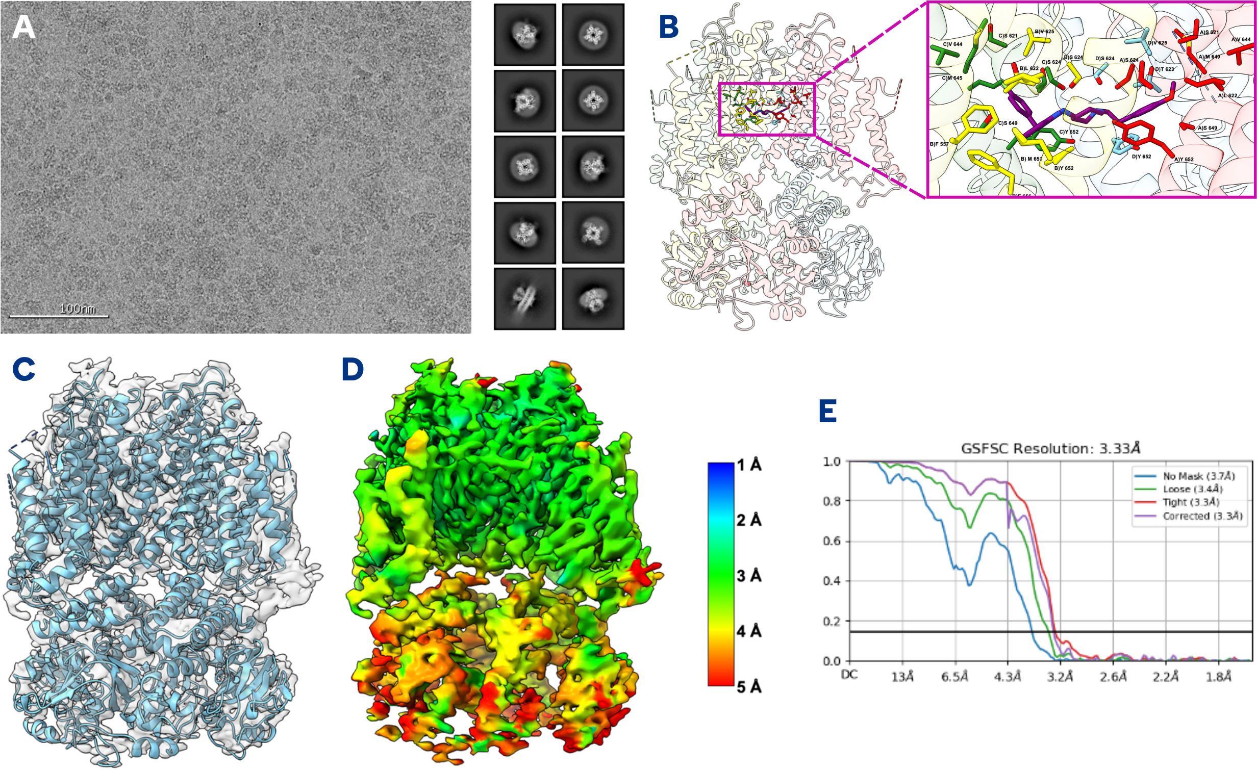 cryo-EM structure determination of hERG