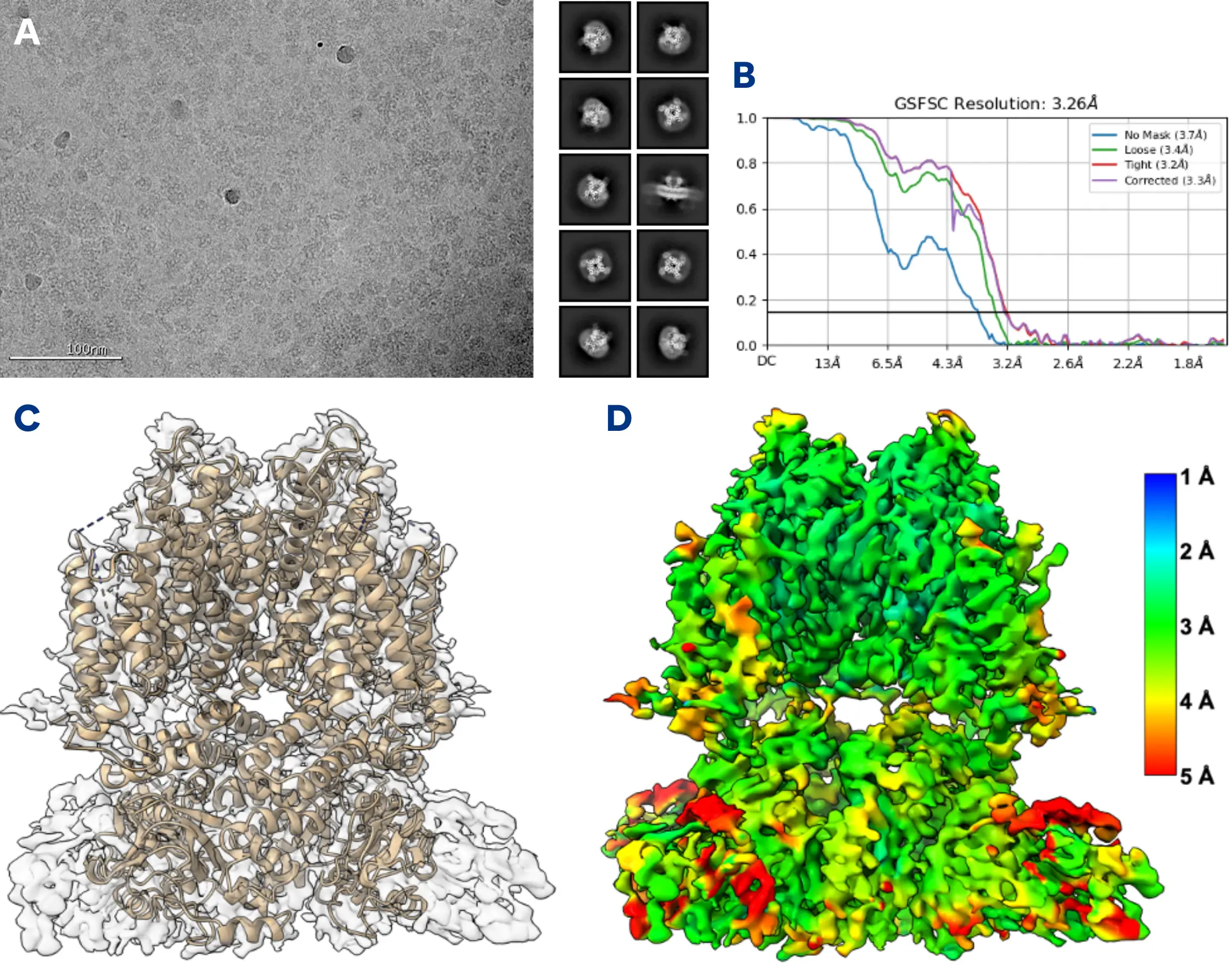 cryo-EM structure determination of hERG