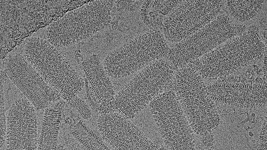 black & white microscopic image of cryo-tem image of VSV characterization services