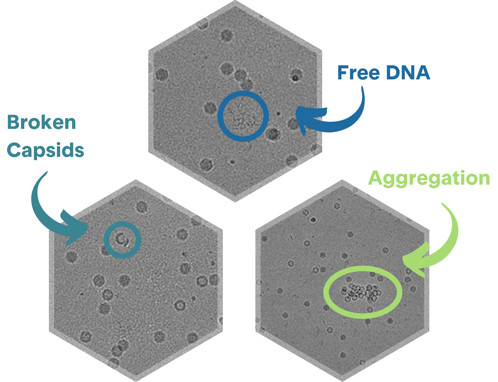 lack and white image of adeno-associated virus taken with transmission electron microscopy and characterizing broken capsids free dna and aggregation