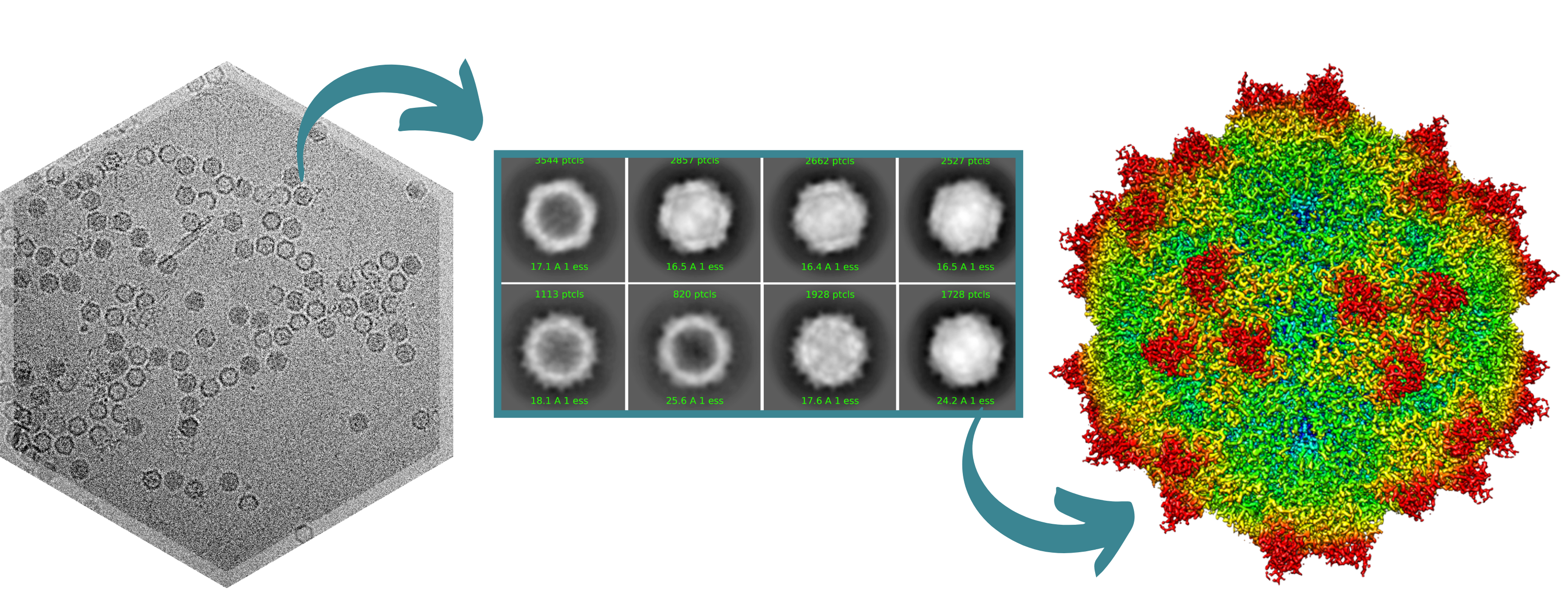Example of 3D structure reconstruction from cryo-TEM imaging (left) to 2D classification (middle) and final high resolution structure (right)