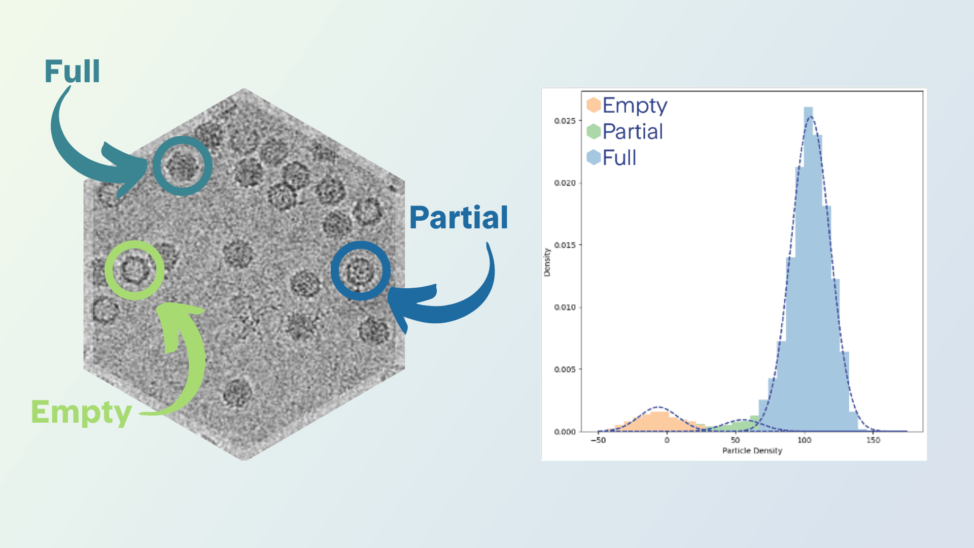Example cryo-TEM images of full, partial, and empty AAV capsids (left) and plot chart (right)