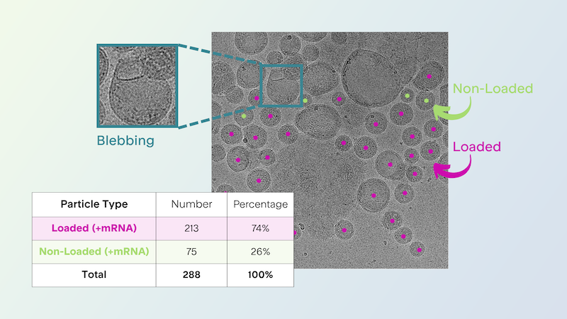 CryoTEM characterization of LNP loaded and nonloaded status and blebs
