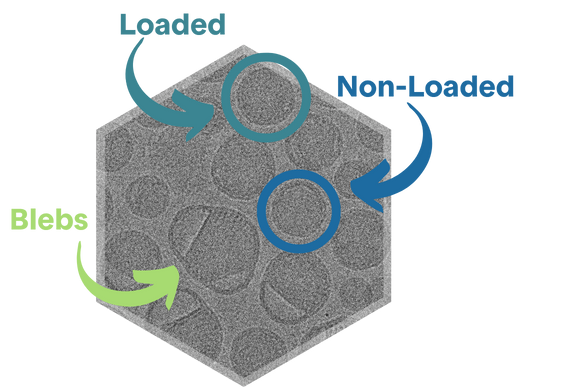 black and white cryo-tem image of lipid nanoparticle characterization showing mrna loaded mrna unloaded and blebbed particles