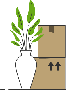 A plant and some moving boxes