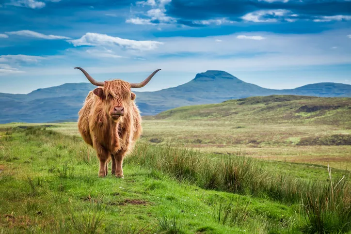 IT Recruitment Agency Scotland