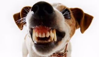 WHAT TO DO WHEN FIDO IS A BAD DOG