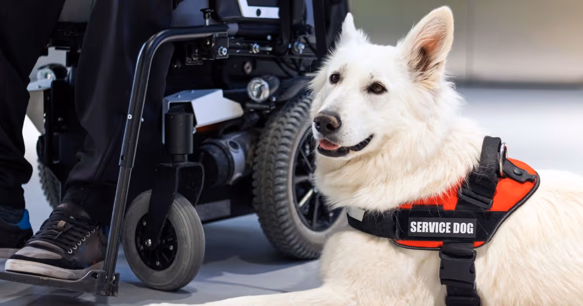 The ADA & Service Animals