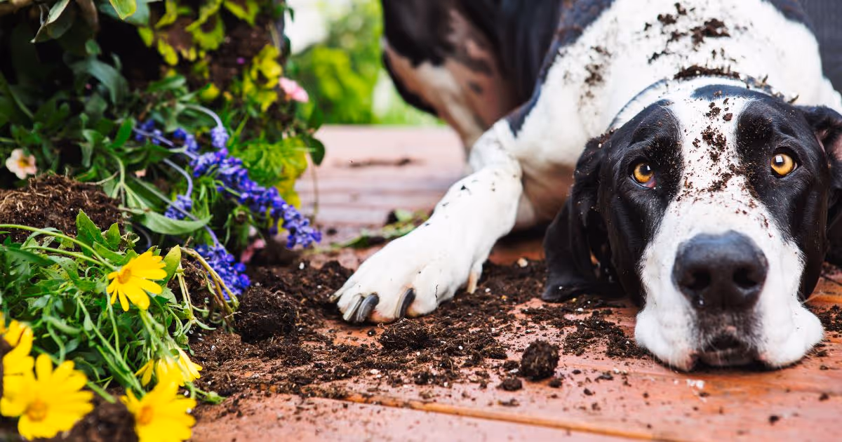 Digging Into National Garden Month: Gardening Safety and Injury Prevention Tips