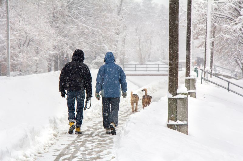 Road Salt and Pet Safety: Legal Considerations for Dog Owners in Michigan
