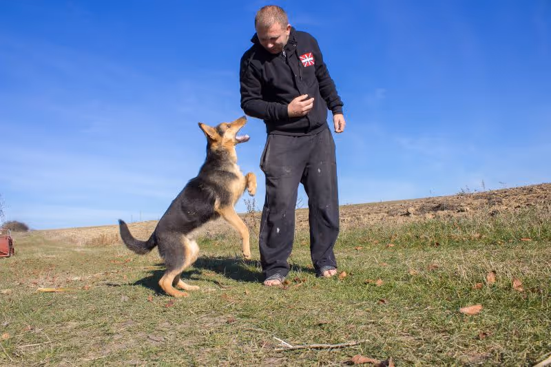 Maximizing Compensation in Animal Attack Cases in Detroit