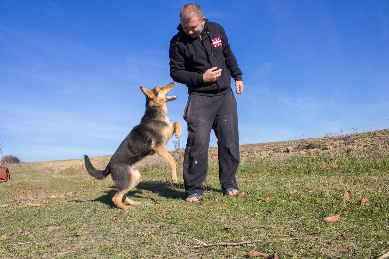 Maximizing Compensation in Animal Attack Cases in Detroit