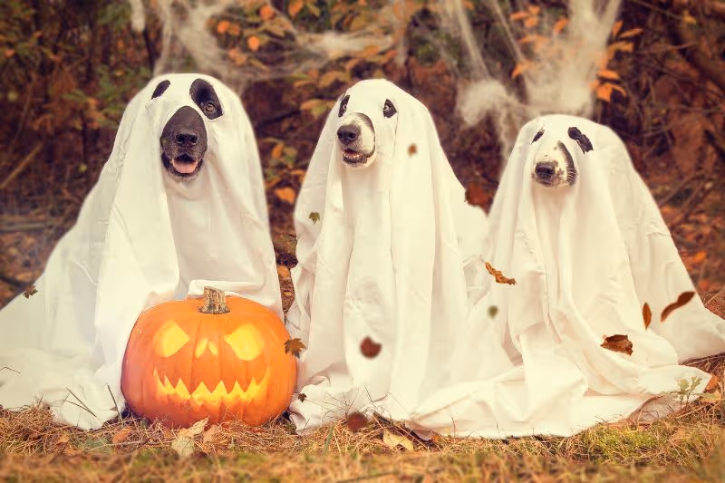 Protect Your Family from Dog Bites this Halloween