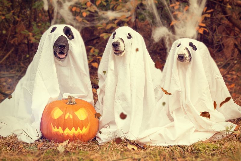 Protect Your Family from Dog Bites this Halloween