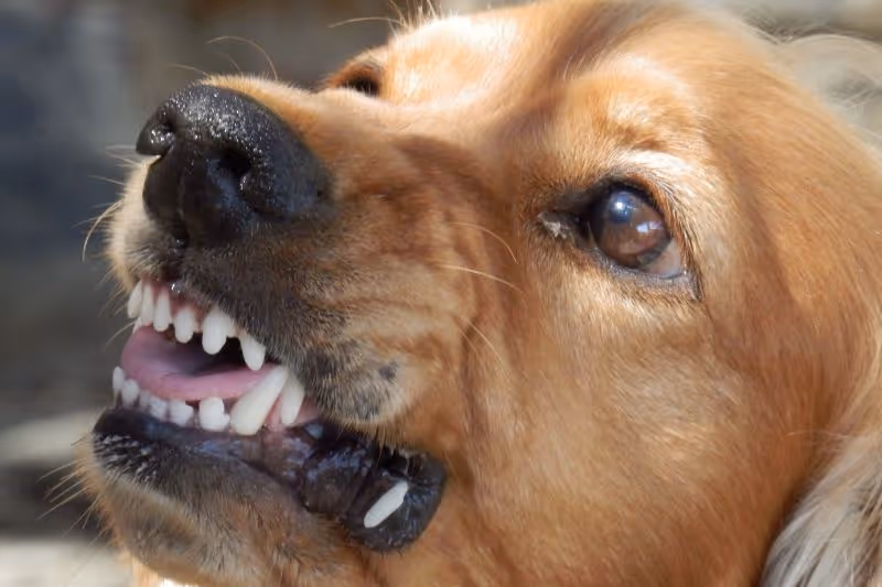 Legal Insights into Dog Bite Laws and Owner Liability in Michigan