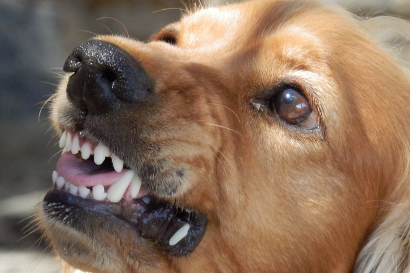 Legal Insights into Dog Bite Laws and Owner Liability in Michigan