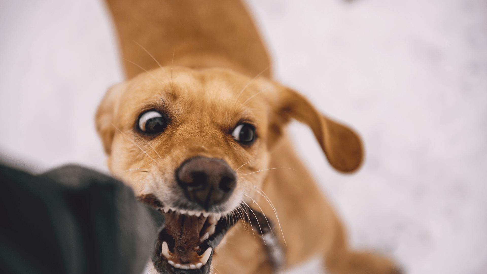 Dog Bite Dilemma: Suing After an Animal Attack in Michigan