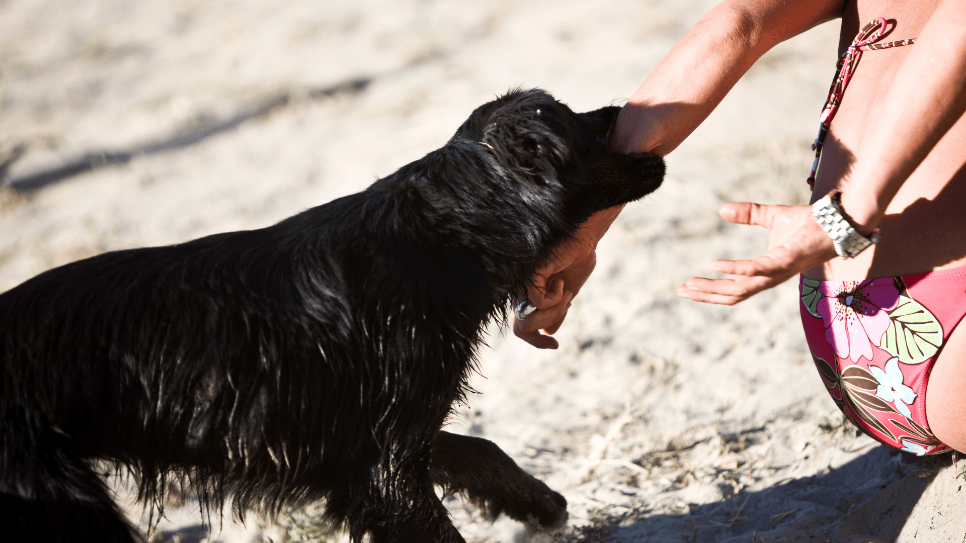 Bitten at a Dog Park in Southfield? Legal Recourse You Should Know About