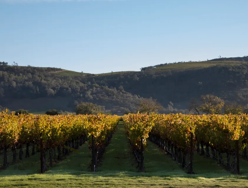beaulieu vineyard image
