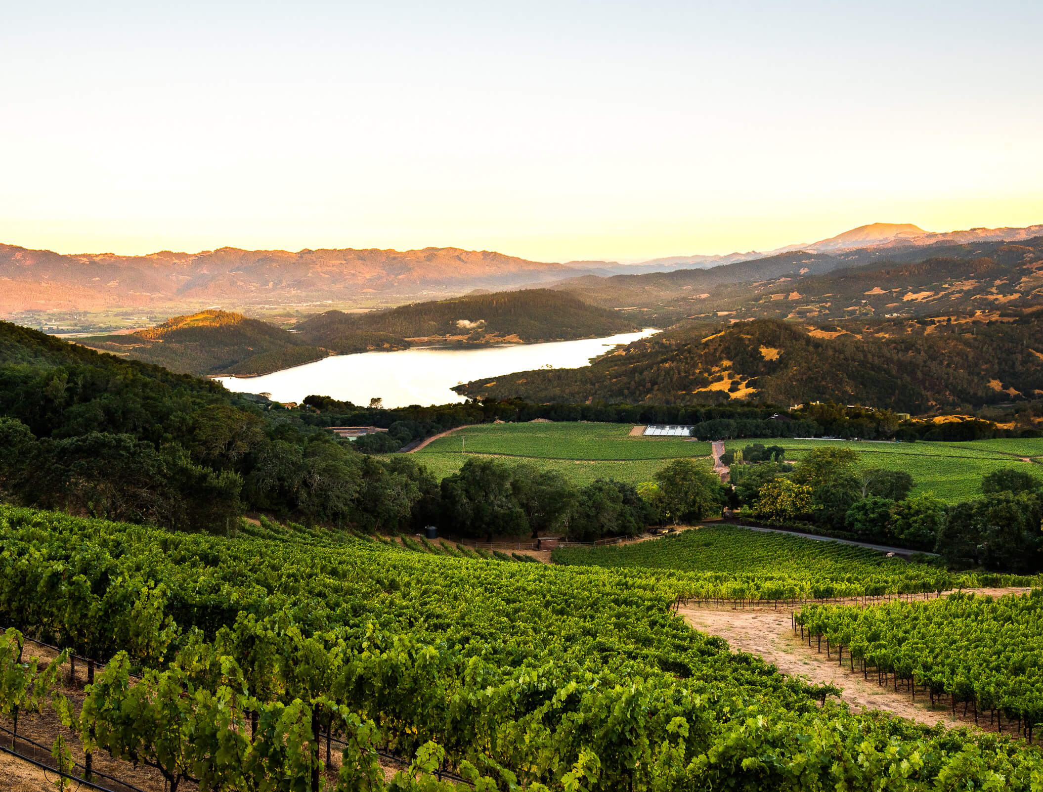 ballentine vineyards