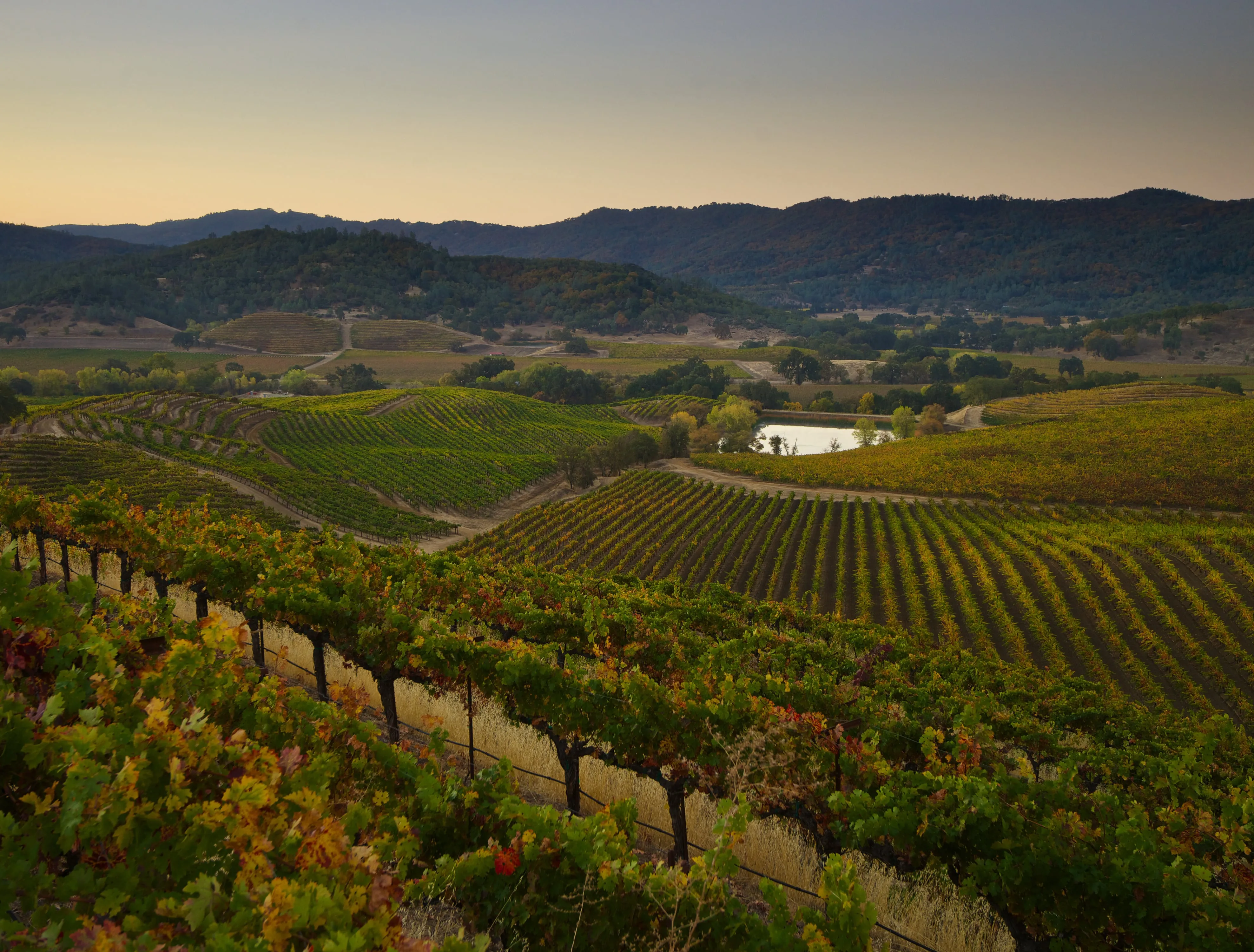 st.supery estate vineyards