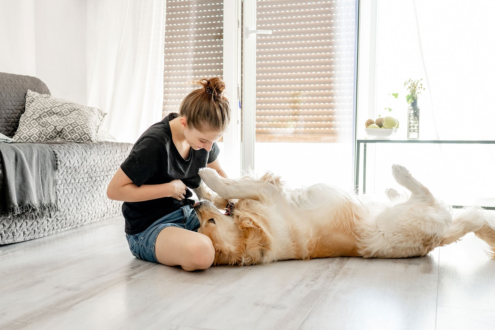 Woman and Golden Retriever dog play on lounge room floor. Grey lounge and grey laminate flooring.