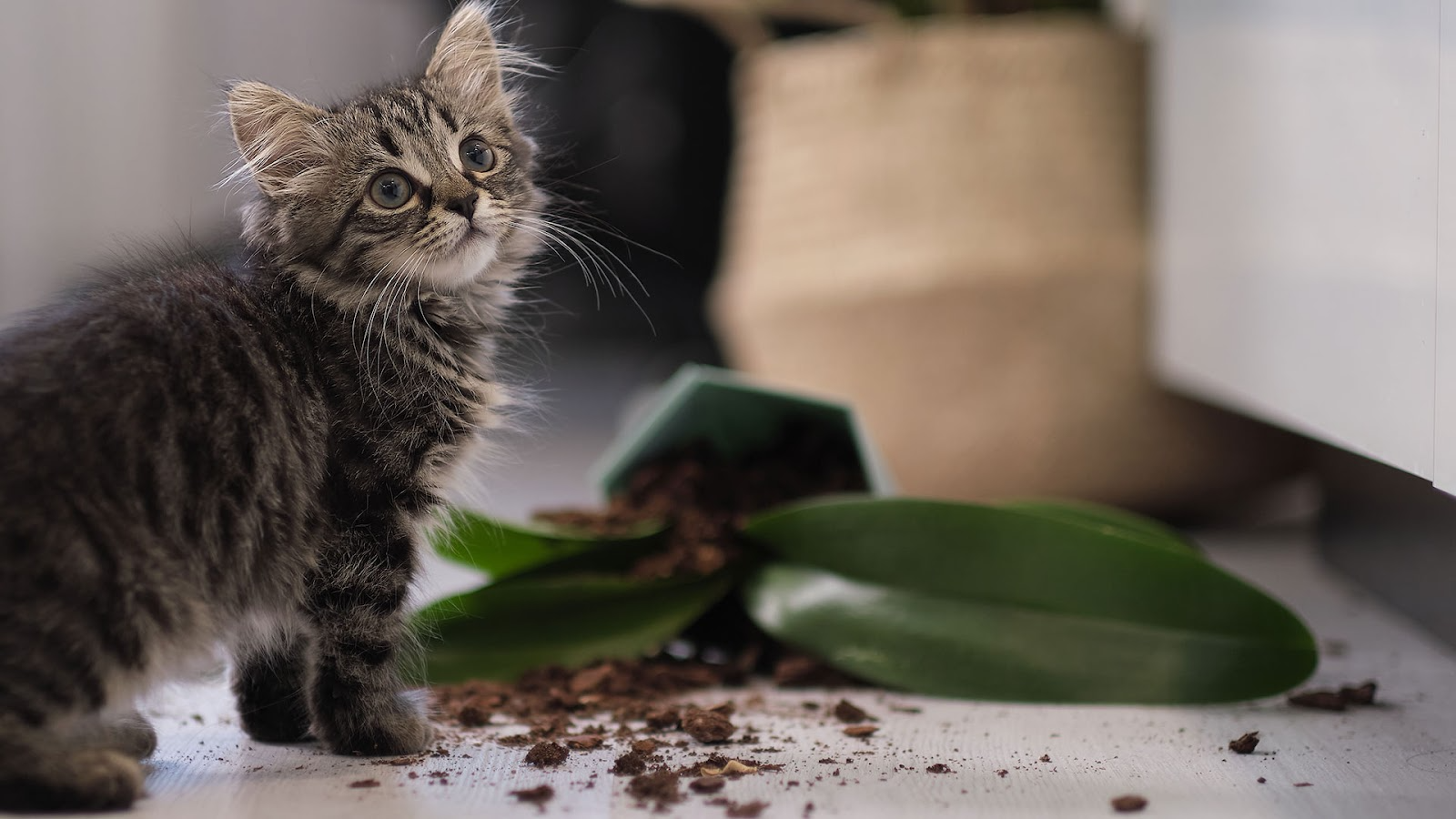 Tabby kitten stands in soil by a knocked over indoor plant. 