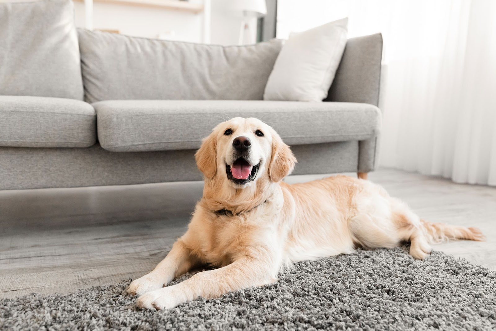 Golden Labrador lays on grey rug over light floorboards in front of a grey lounge.
