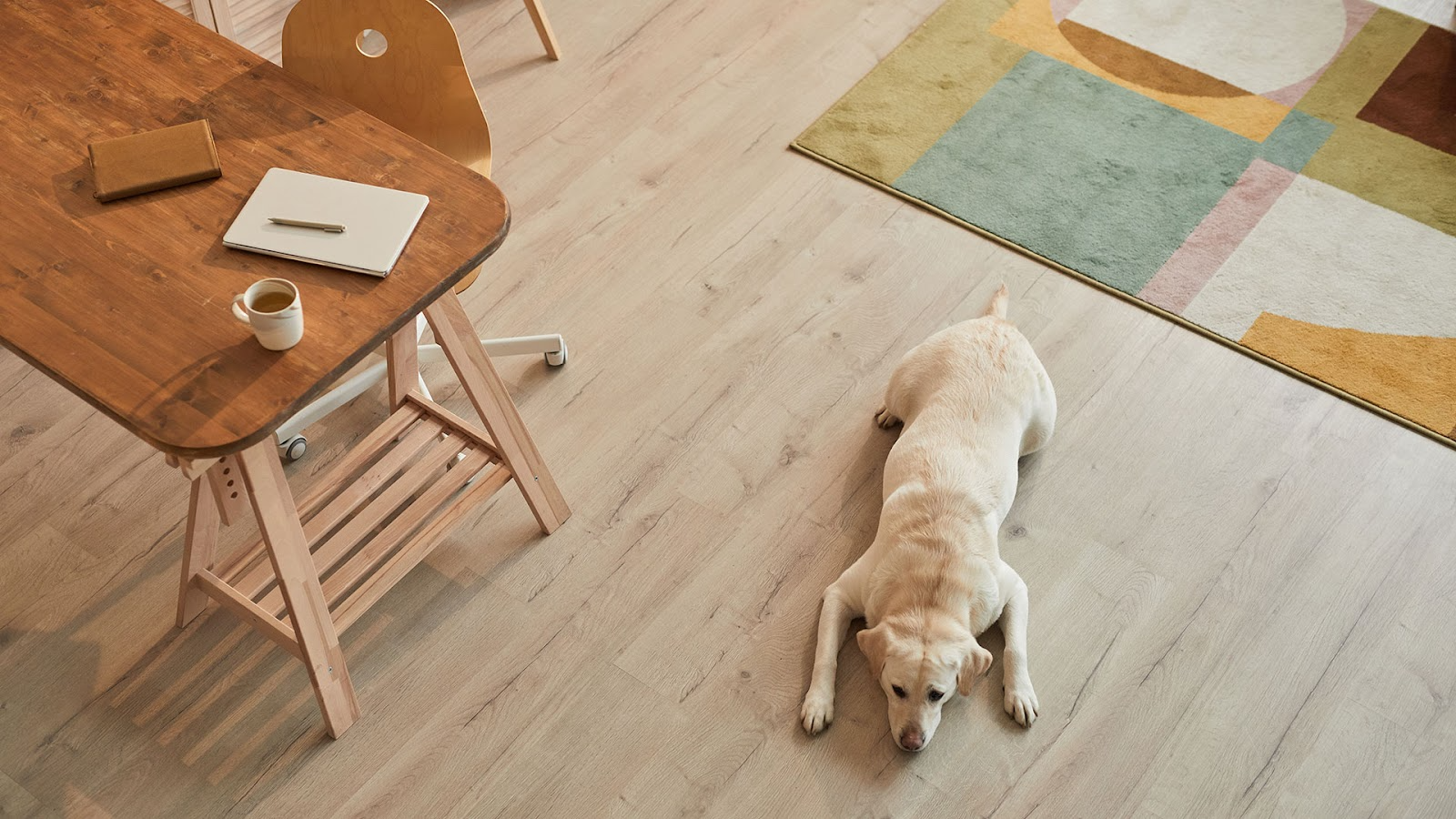 Overhead shot of Golden Labrador laying on blonde laminate flooring, colourful patterned floor rug, timber chair and desk with laptop, notebook and coffee cup.