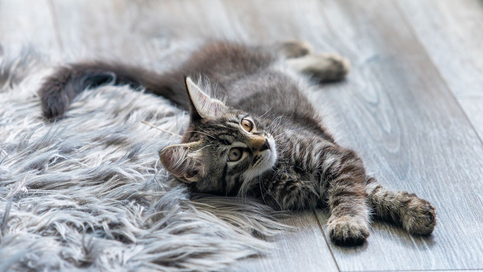 Tabby kitten lays on a fluffy floor rug over grey floorboards.