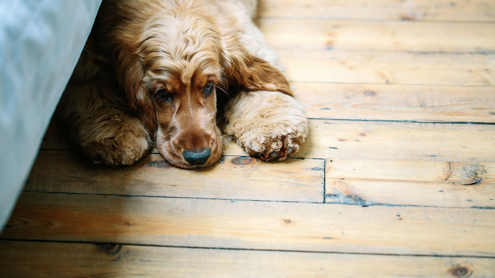 Golden spaniel dog lays on worn timber floorboards.