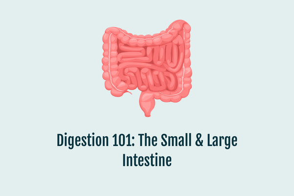 Digestion 101: The Small & Large Intestine