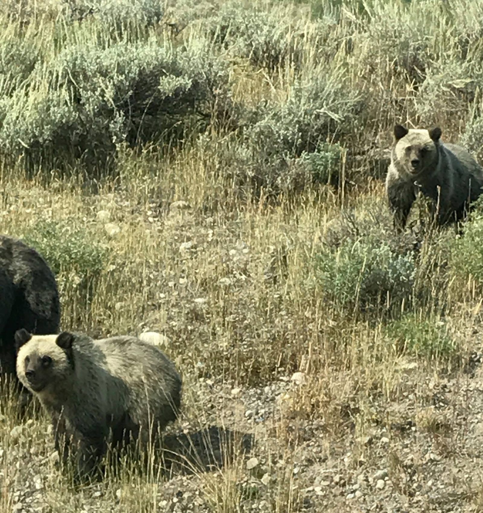 Grizzly bears in the sagebrush along the Gros Ventre corridor near Kelly, Wyoming