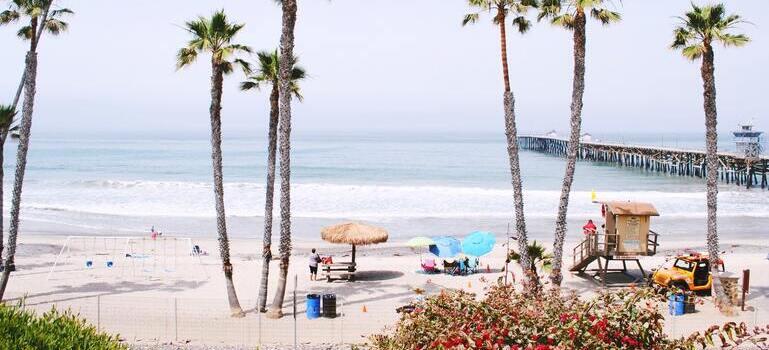 palm trees on the beach