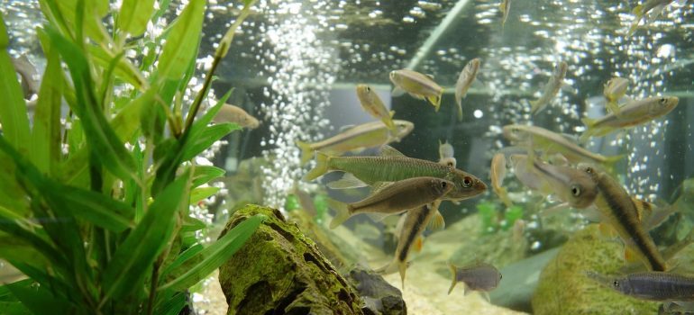 Fish tank with algae.