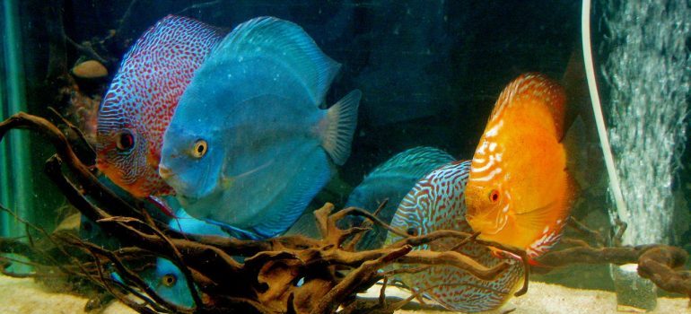 Showing how to pack and move a fish tank