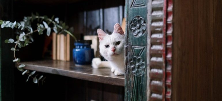 White cat on brown shelf