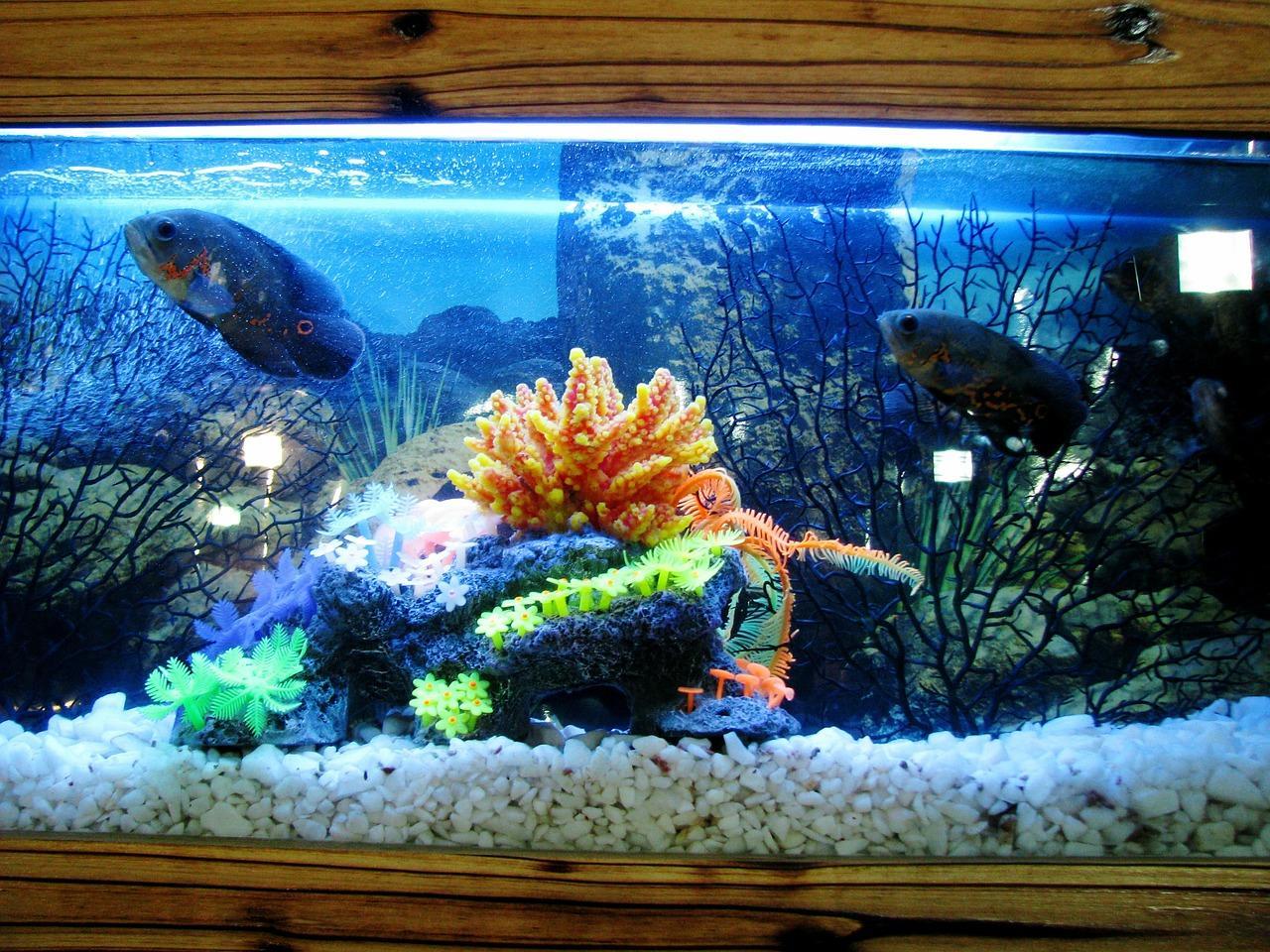 How to Pack and Move a Fish Tank?
