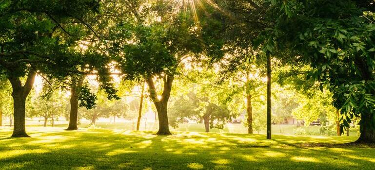 sunny day in the park