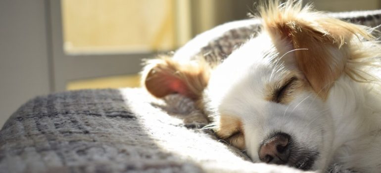 a god sleeping comfortably on a pillow after you prepare your pets for a cross-country move