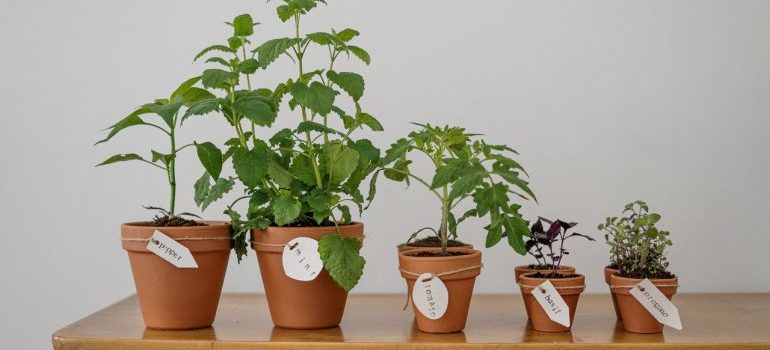 five potted plants on a table