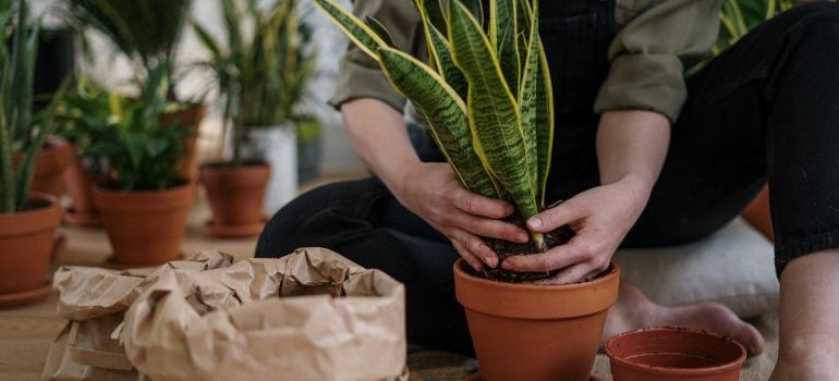 woman re-potting plants