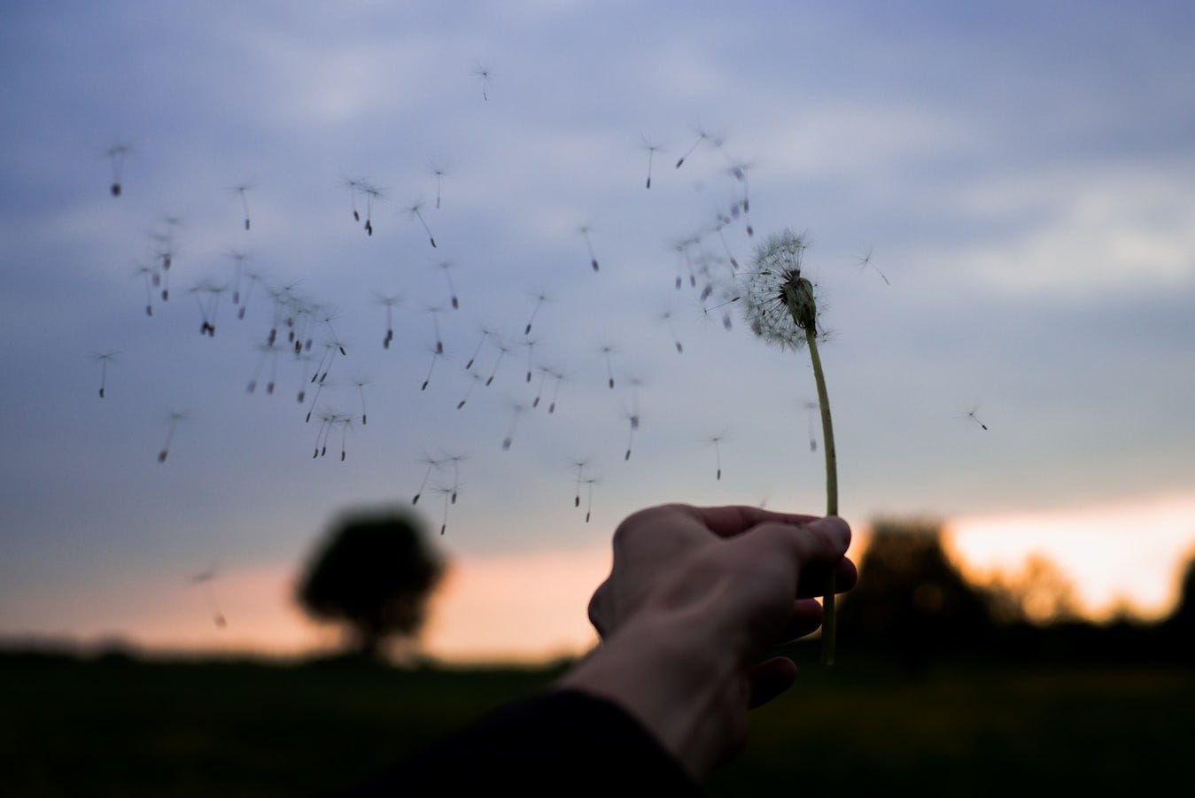 Dandelion blowing away in the wind